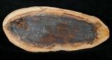 Australosomus Fossil Fish From Madagascar - Triassic #16739-1